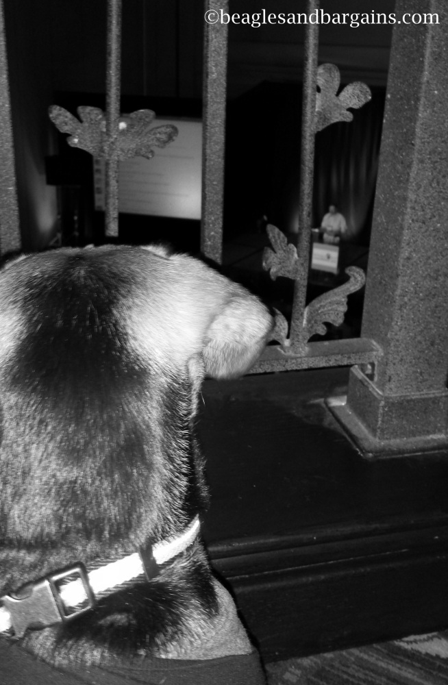Luna intently listens to Keynote Speaker Steve Dale at BlogPaws 2013.