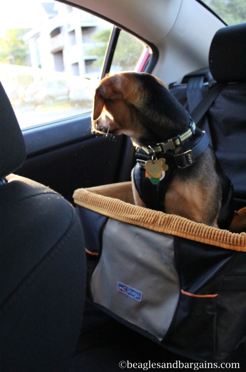 Luna can look at the window easily with her Kurgo Skybox Booster Seat!