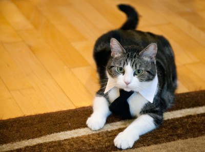 Collar and Tie Sets for Cats and Dogs - Photo Courtesy of Coupaw