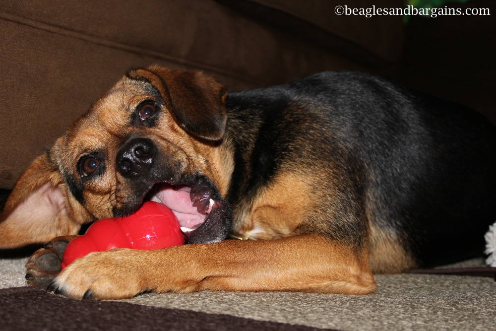 Luna enjoys her Kong Classic for the first time in October 2012.