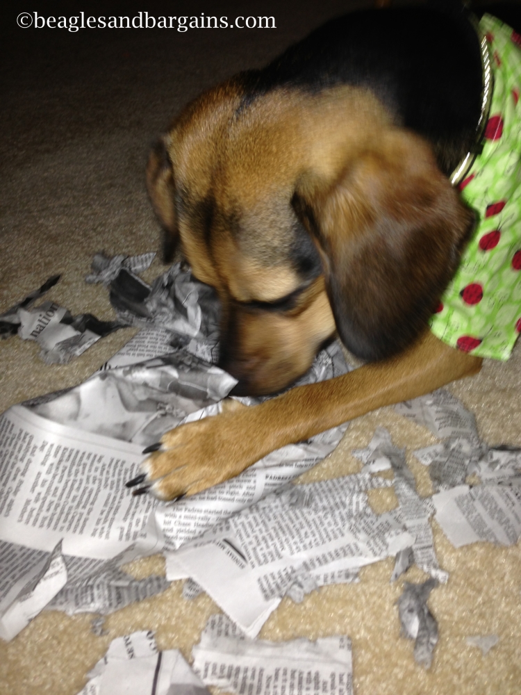 Luna shows off the newly shredded packing paper.