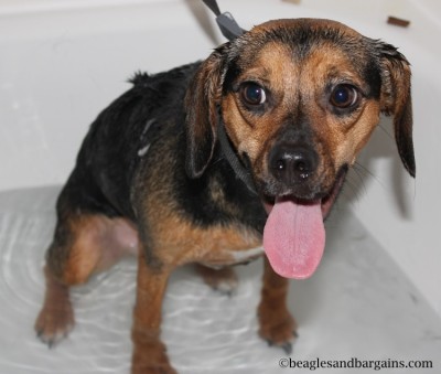 Luna smiles during her bath with Burt's Bees Calming Shampoo.
