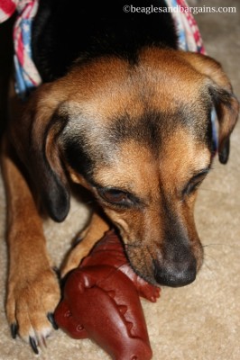 Luna enjoys her KONG Premium Treats Bacon Chew Buddy.