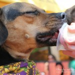 Wordless Wednesday: Just Lickin’ Good