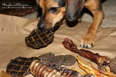 Luna finally picks a patty to start from her Brown Beggers Natural Chew Sampler.