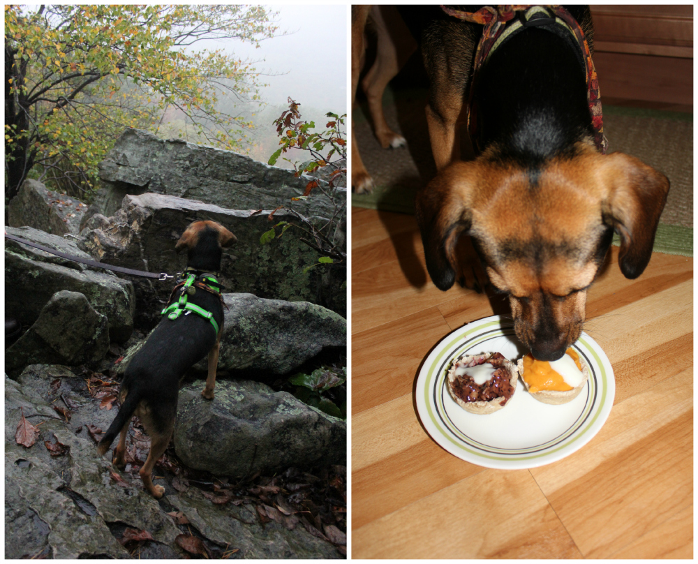 So how did we celebrate Luna's First Gotcha Day? With a nice hike on a part of the Appalachian trail and delicious Pup Pies!