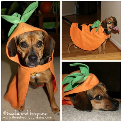 Luna dresses as a pumpkin for Halloween 2012.
