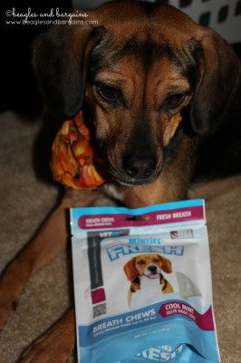 Luna sees a fellow Beagle on the Minties Fresh package. These must be good!
