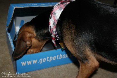 Luna investigates her PetBox to scope out the goods.