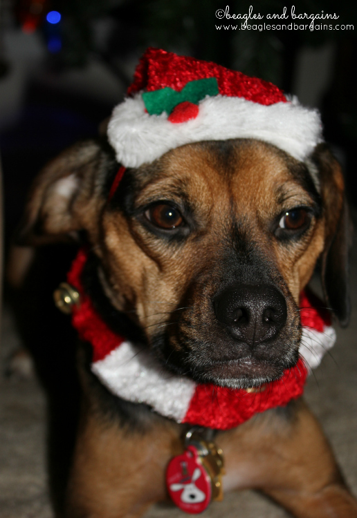 Luna models the Santa Paws outfit.
