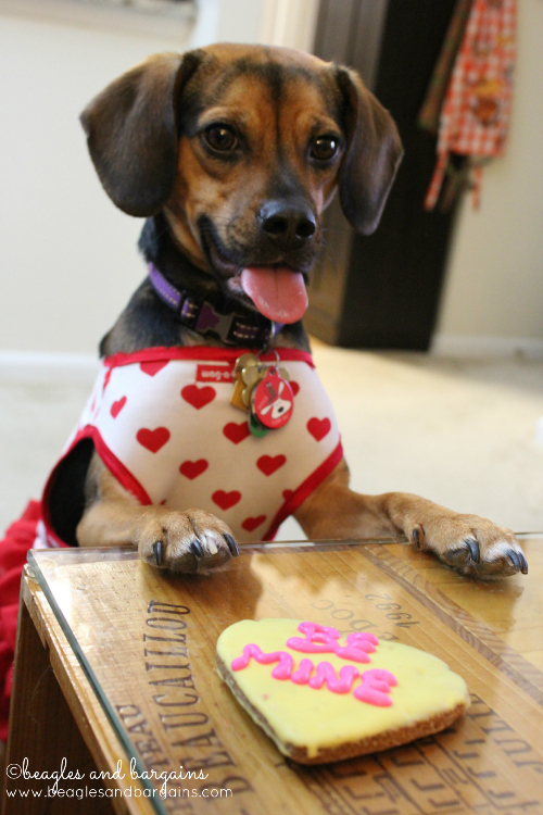 Luna asks her cookie "Will you be mine?"