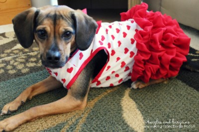 Luna is ready for Valentine's Day with her heart printed dress from Petco.