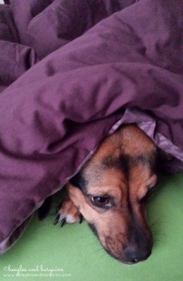 luna hides under the covers this morning from snow