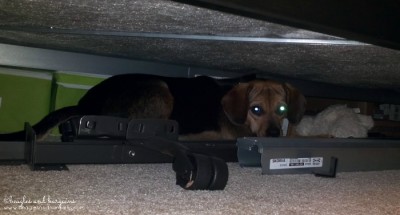 Luna hides under beds and other tight spaces.