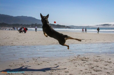 Mort from DOGthusiast loves playing ball! - Photo Courtesy of Jen DeHaan