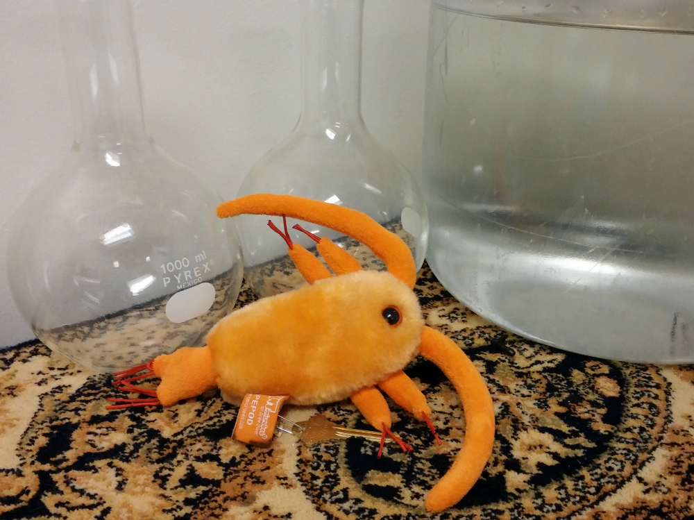A Copepod stuffed animal for the Plankton enthusiasts.