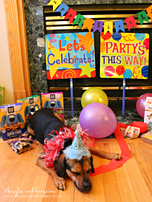 After partying with Blue Dog Bakery, Luna is resting up for her big day tomorrow - her 3rd Birthday!