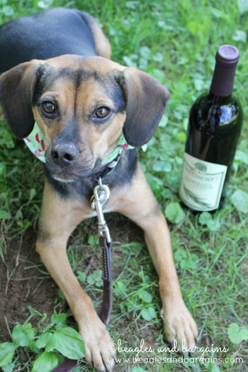 Visit a pet friendly winery.