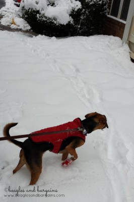 Luna enjoys the snow with her Pawz