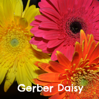 Gerber Daisy