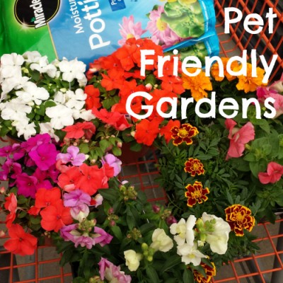Pet Friendly Gardens