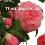 Thea Japonica