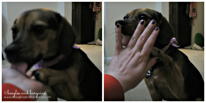 Luna takes a high five break with a nice hand lick.