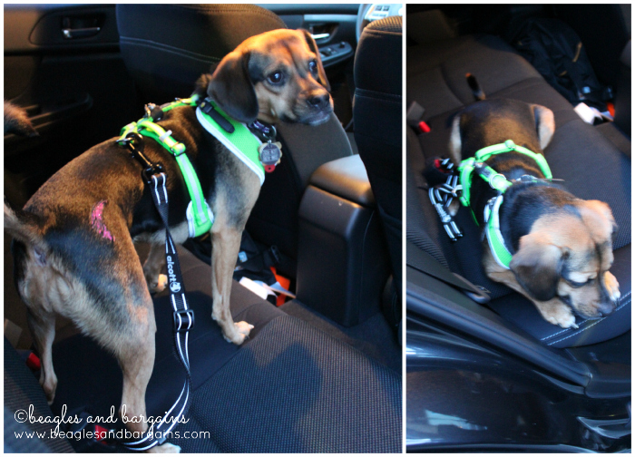 Luna enjoys the protection from her Alcott Car Safety Belt