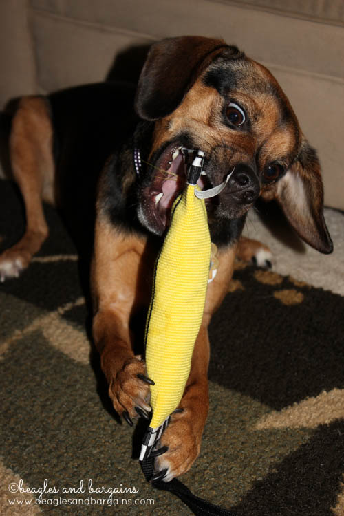Luna enjoys her Toy of the Month from Doggyloot - KONG Fire Hose Ballistic Sqwuggie