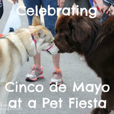 Celebrating Cinco de Mayo at a Pet Fiesta