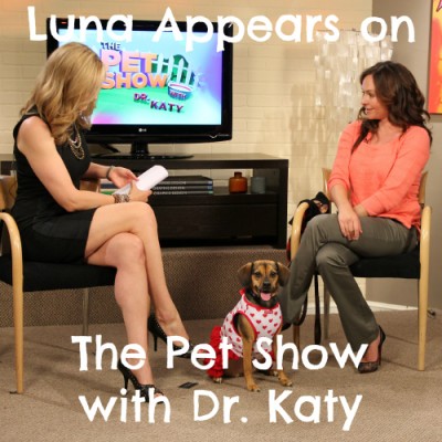 Luna appears on The Pet Show with Dr. Katy