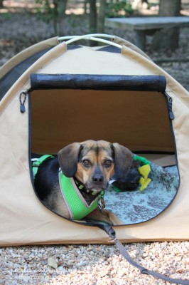 Luna enjoys her personal tent