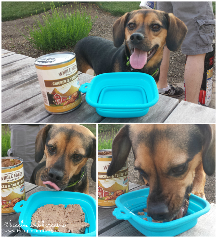 Luna enjoys Merrick's Whole Earth Farms canned dog food.