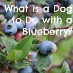 What is a Dog to Do with a Blueberry?