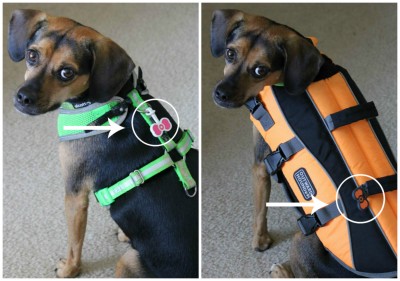 Luna wears her Twigo Tags on her harness and life jacket.