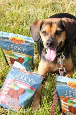 Luna loves being surrounded by Zuke's Genuine Jerky.