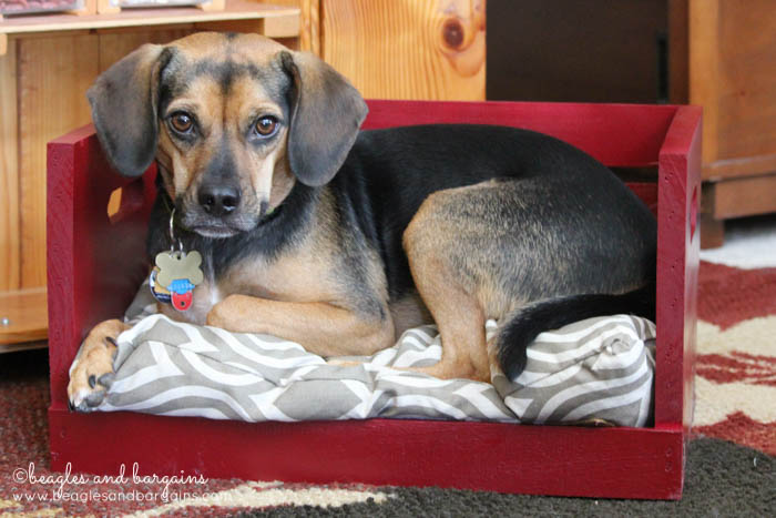 Sneak peek into a new dog bed DIY. Bed from AllPetNaturals.