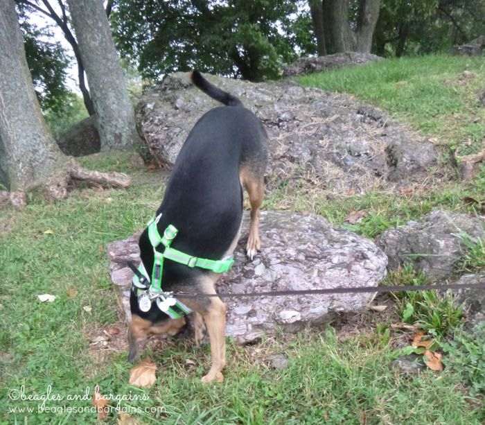Luna climbs around at Ida Lee Park - Hiking in Northern Virginia