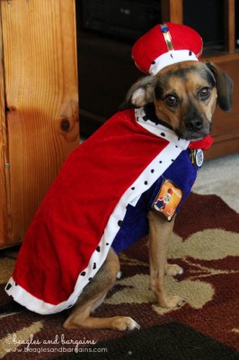 Luna dressed as a King for Halloween from Petco