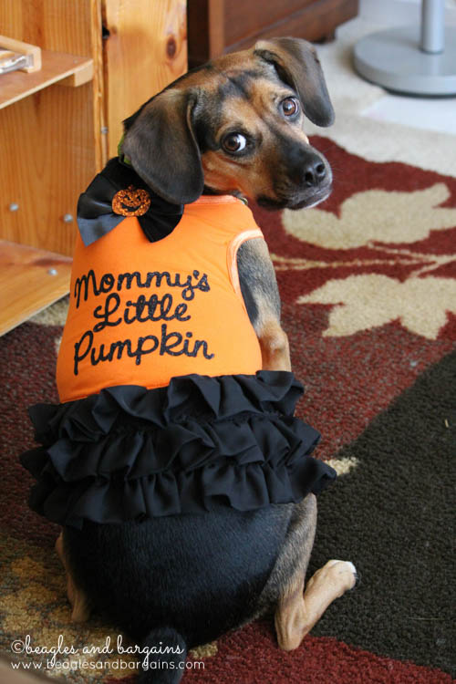 Luna dressed as a "Mommy's Little Pumpkin" for Halloween from Petco