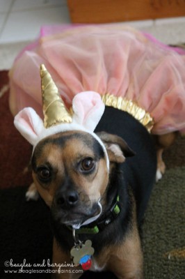 Luna dressed as a Unicorn for Halloween from Petco