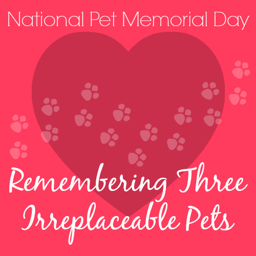 National Pet Memorial Day - Remembering Three Irreplaceable Pets