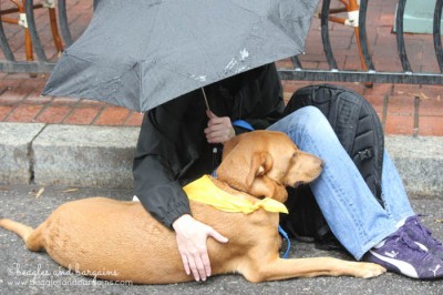 A rescue volunteer keeps an adoptable dog dry from the rain.