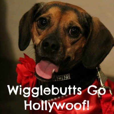 Wigglebutts Go Hollywoof!