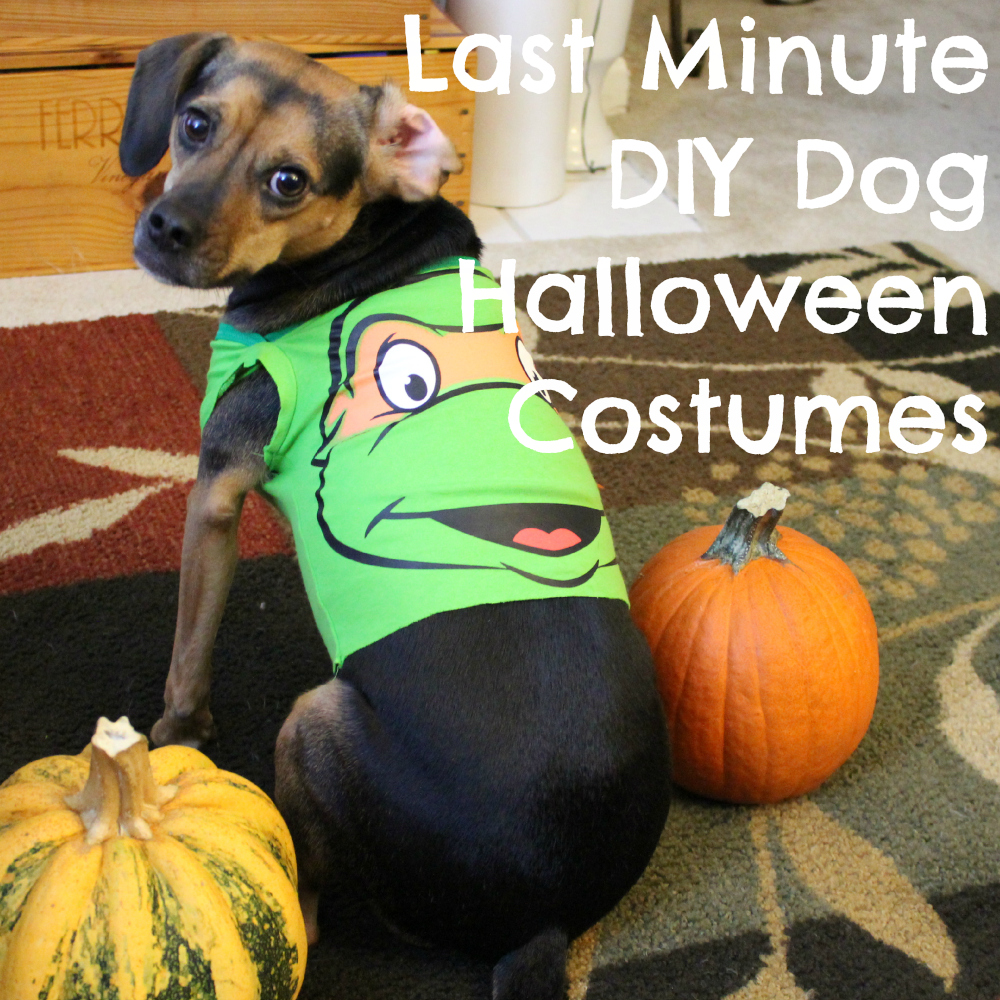 Last Minute DIY Dog Halloween Costumes from Onesies