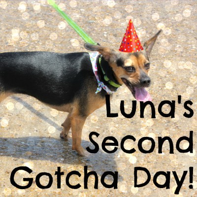 Luna's Second Gotcha Day!