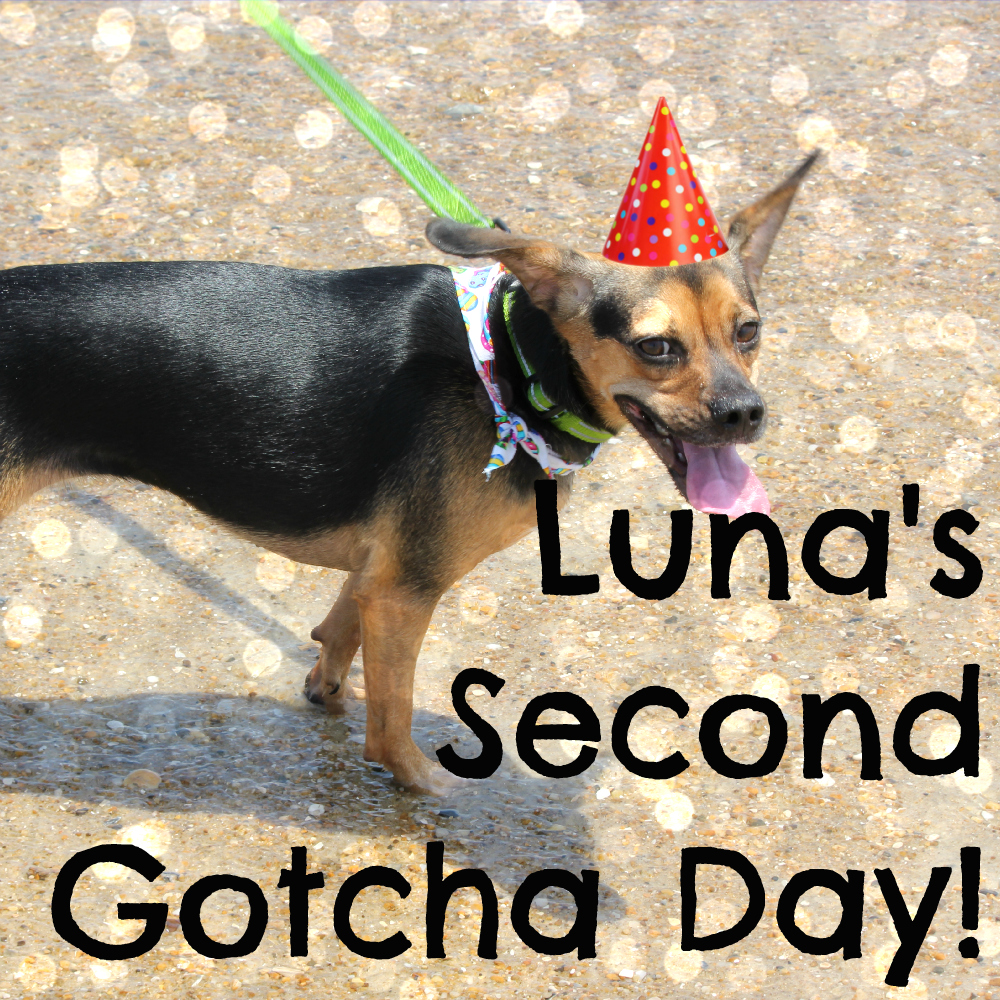 Luna's Second Gotcha Day!
