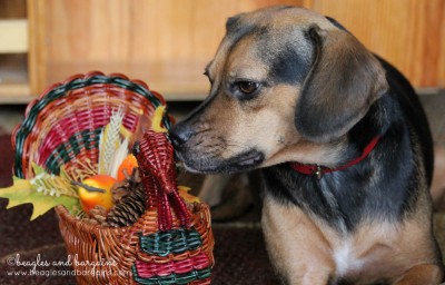 Have a Happy and Safe Thanksgiving from Luna!