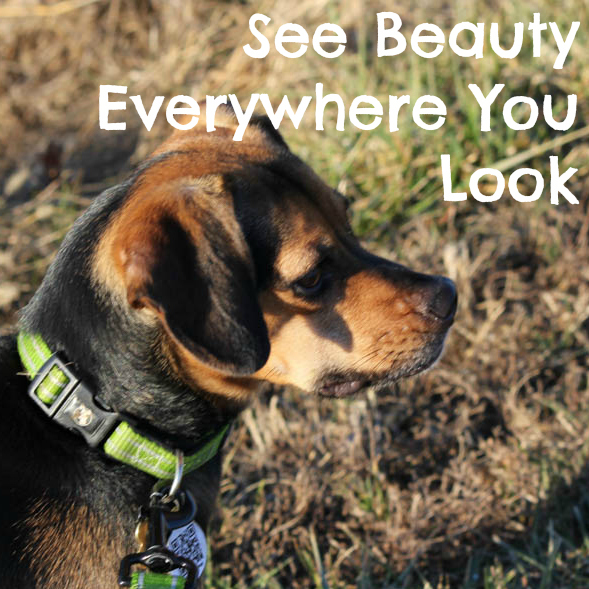 See Beauty Everywhere You Look