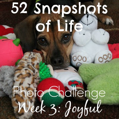 52 Snapshots of Life: - Photo Challenge - Week 3: Joyful